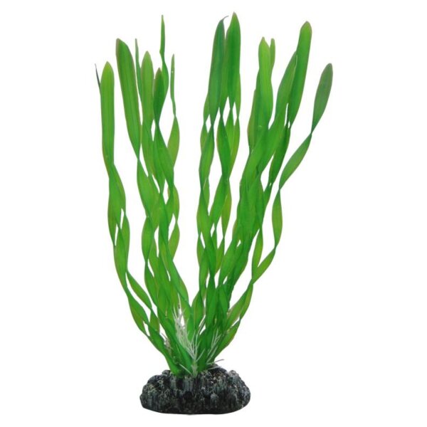 HOBBY Vallisneria