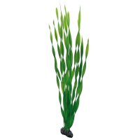 HOBBY Vallisneria 60 cm