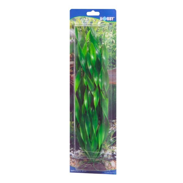 HOBBY Vallisneria 20 cm