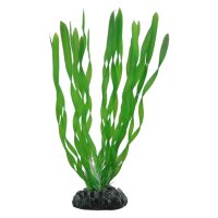 HOBBY Vallisneria 20 cm