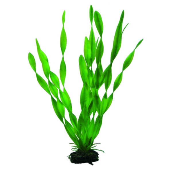 HOBBY Vallisneria 34 cm