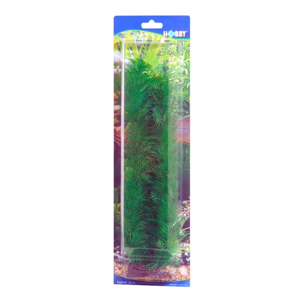 HOBBY Egeria 20 cm