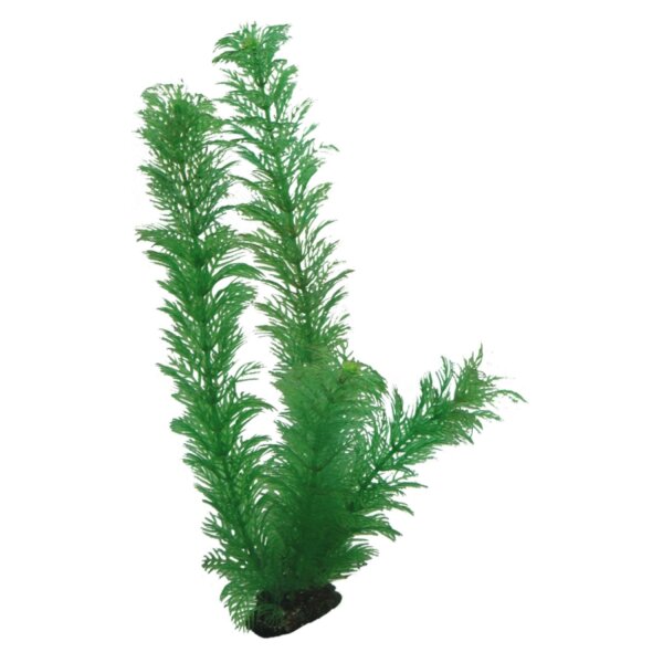 HOBBY Egeria 34 cm