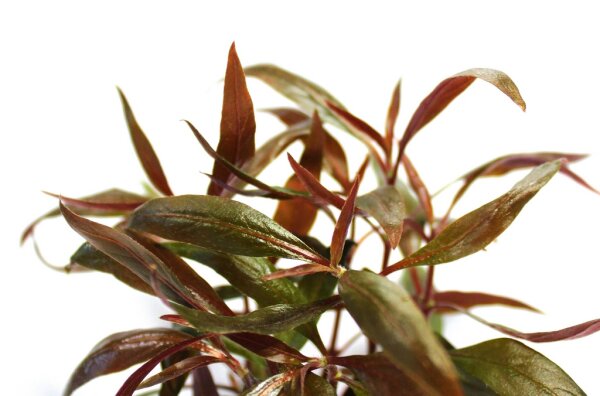 Dennerle Alternanthera reineckii Mini