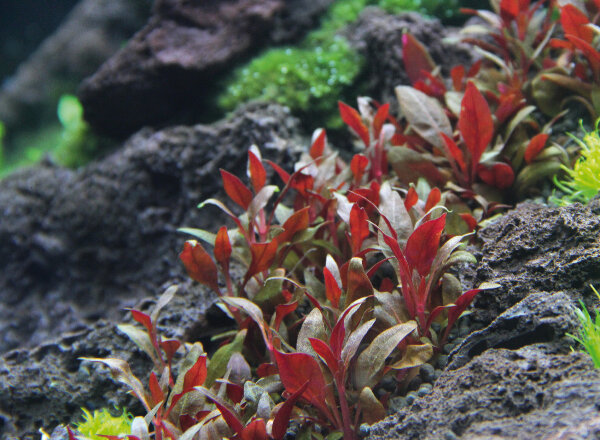 Dennerle Alternanthera reineckii Mini
