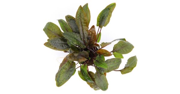 Dennerle Cryptocoryne wendtii Braun