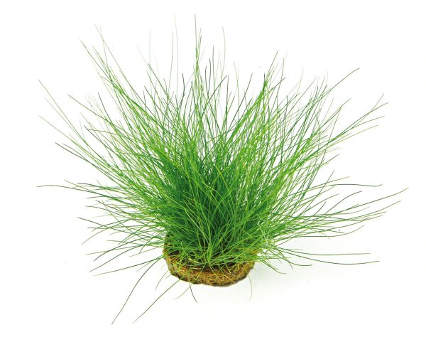 Dennerle Eleocharis acicularis