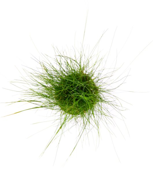 Dennerle Eleocharis acicularis