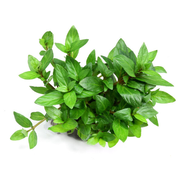 Dennerle Staurogyne repens