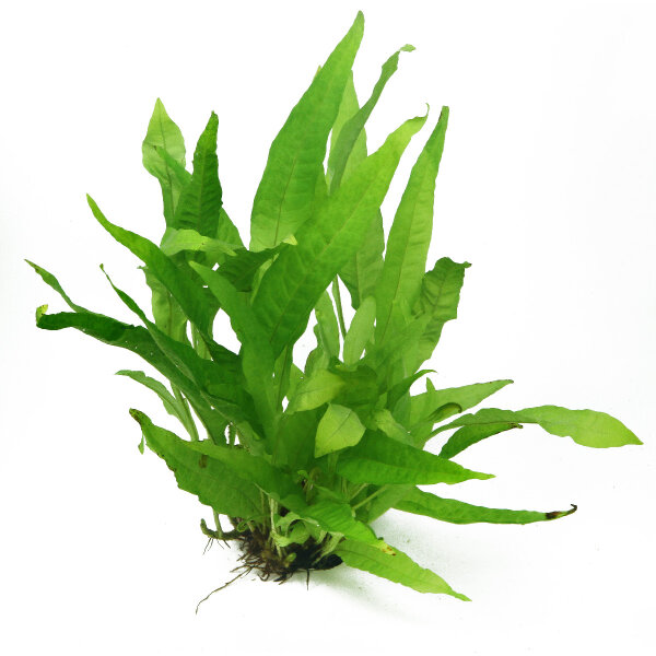 Dennerle Microsorum pteropus