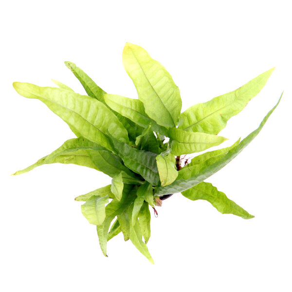 Dennerle Microsorum pteropus
