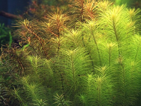 Dennerle Pogostemon deccanensis