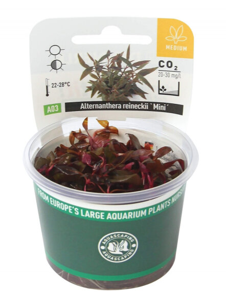 Dennerle plantit! - Alternanthera reineckii Lila In-Vitro