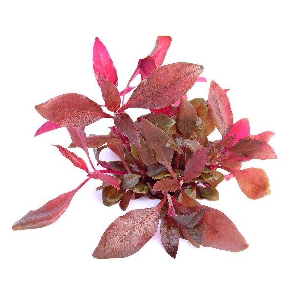 Dennerle plantit! - Alternanthera reineckii Lila In-Vitro