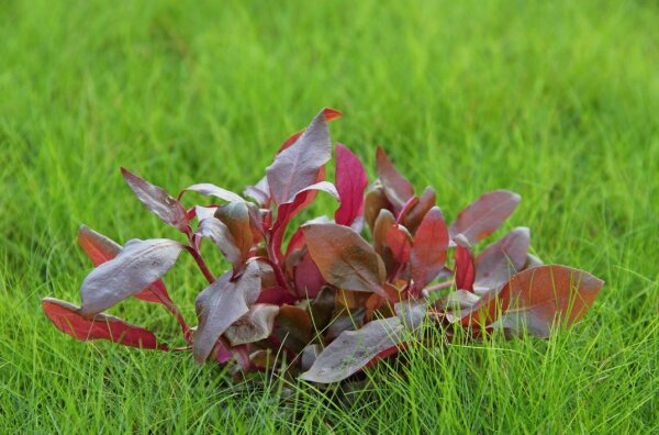 Dennerle plantit! - Alternanthera reineckii Lila In-Vitro