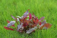 Dennerle plantit! - Alternanthera reineckii Lila In-Vitro