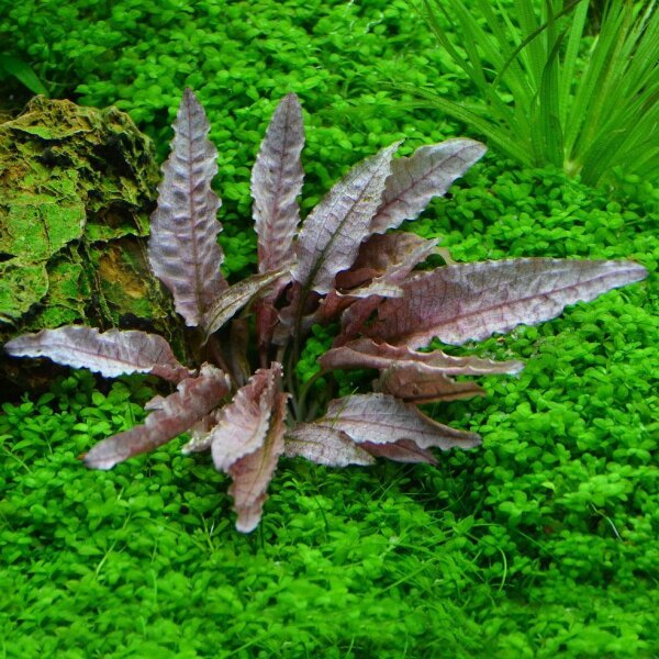 Dennerle plantit! - Cryptocoryne spec. Flamingo In-Vitro