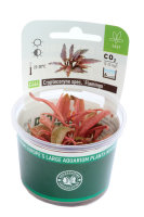 Dennerle plantit! - Cryptocoryne spec. Flamingo In-Vitro