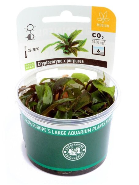 Dennerle plantit! - Cryptocoryne x purpurea In-Vitro