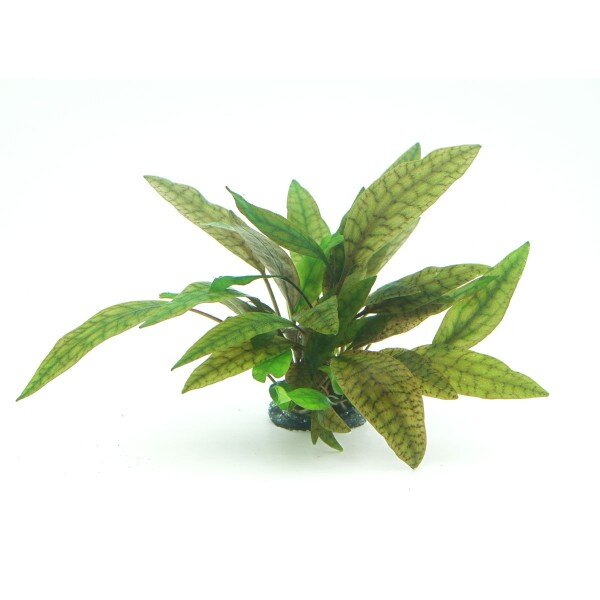 Dennerle plantit! - Cryptocoryne x purpurea In-Vitro