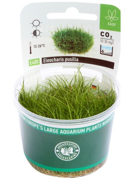 Dennerle plantit! - Eleocharis pusilla In-Vitro