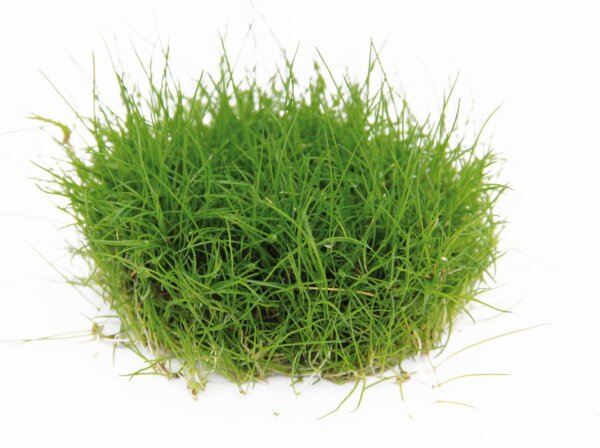 Dennerle plantit! - Eleocharis pusilla In-Vitro
