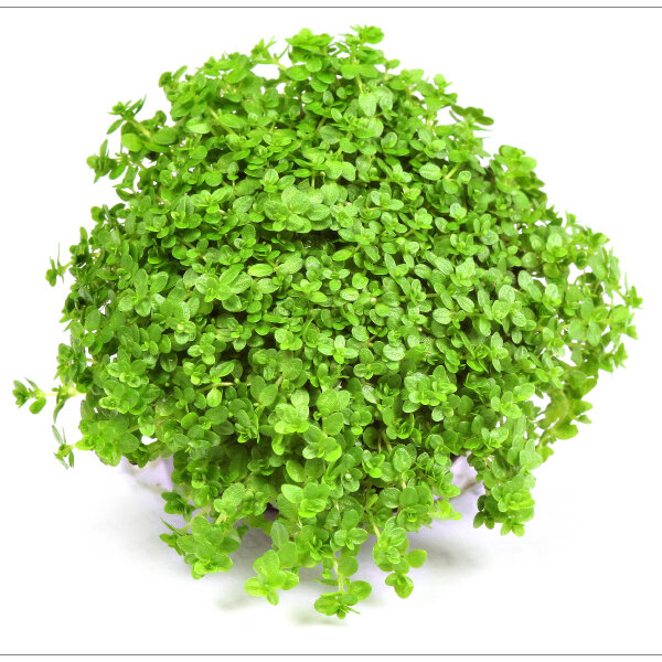 Dennerle plantit! - Hemianthus callitrichoides Cuba In-Vitro