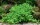Dennerle plantit! - Hemianthus callitrichoides Cuba In-Vitro