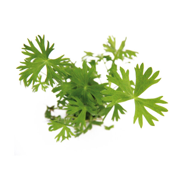 Dennerle plantit! - Ranunculus inundatus In-Vitro