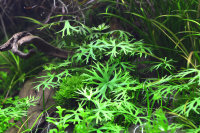 Dennerle plantit! - Ranunculus inundatus In-Vitro