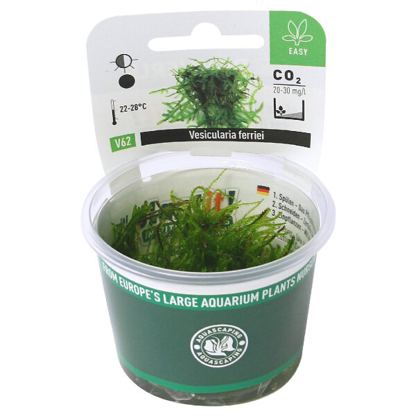 Dennerle plantit! - Vesicularia montagnei In-Vitro