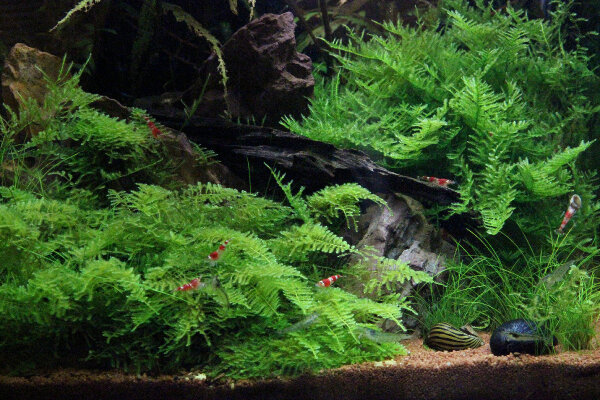 Dennerle plantit! - Vesicularia montagnei In-Vitro