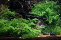 Dennerle plantit! - Vesicularia montagnei In-Vitro