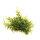 Dennerle plantit! - Vesicularia montagnei In-Vitro