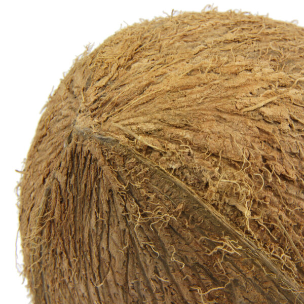JBL Cocos Cava