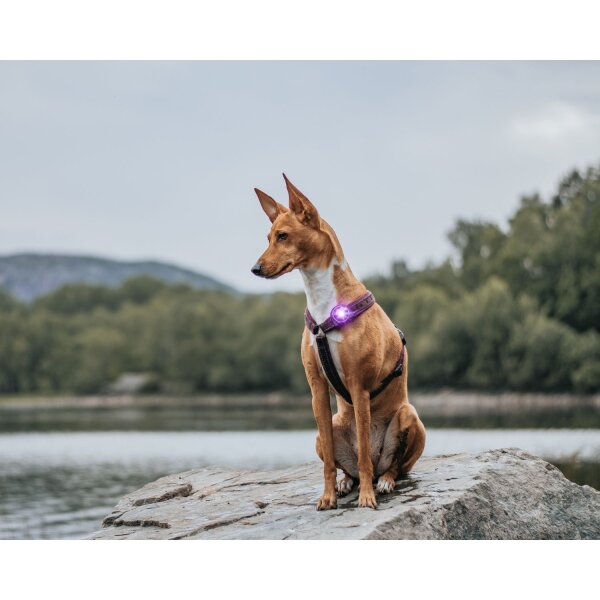 Orbiloc Dog Dual