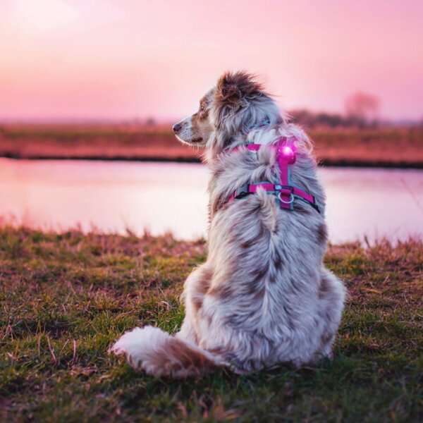 Orbiloc Dog Dual pink