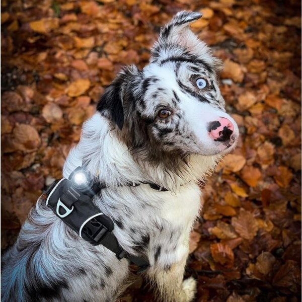Orbiloc Dog Dual DARK