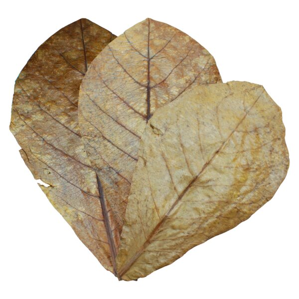 Dennerle Nano Catappa Leaves