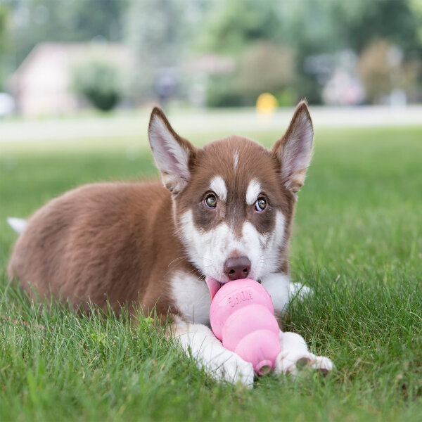 KONG® Puppy M