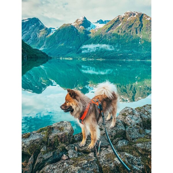 non-stop Strong Leine 1 m