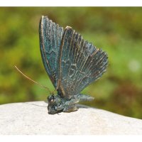 Rottenecker Schmetterling 5 cm