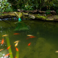 Dennerle Algae Stop 3 kg