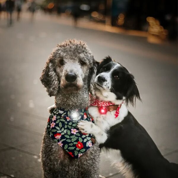 Orbiloc TWIN Pack HUND