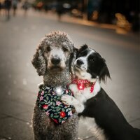 Orbiloc TWIN Pack HUND