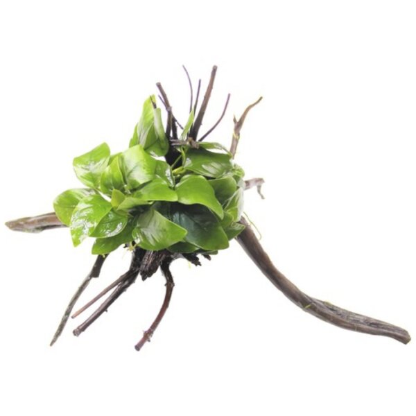 Dennerle Anubias nana Spiderwood