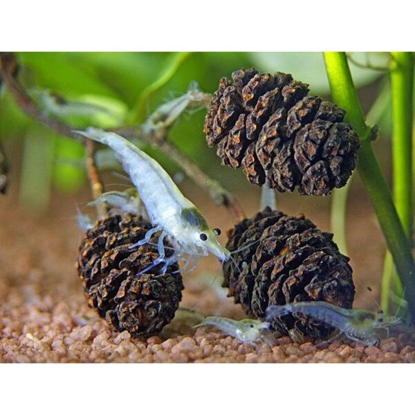 Dennerle Nano Black Cones