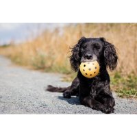 TRIXIE Lochball für blinde Hunde