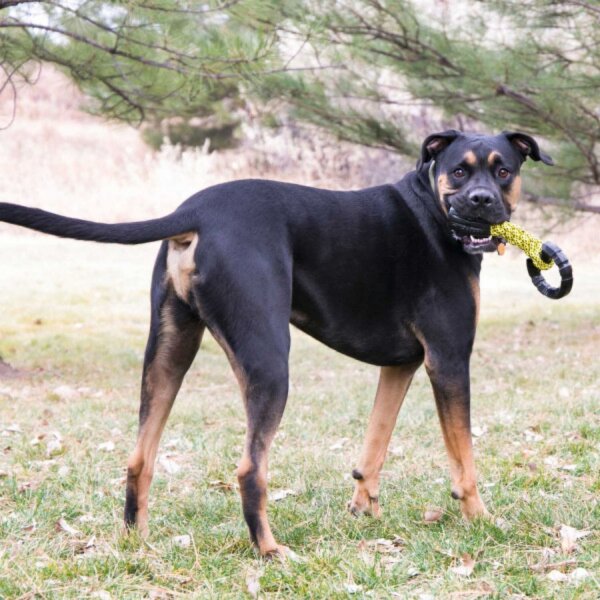 KONG Jaxx
