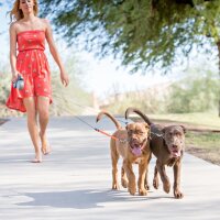 Wigzi Dual Doggie 3.0